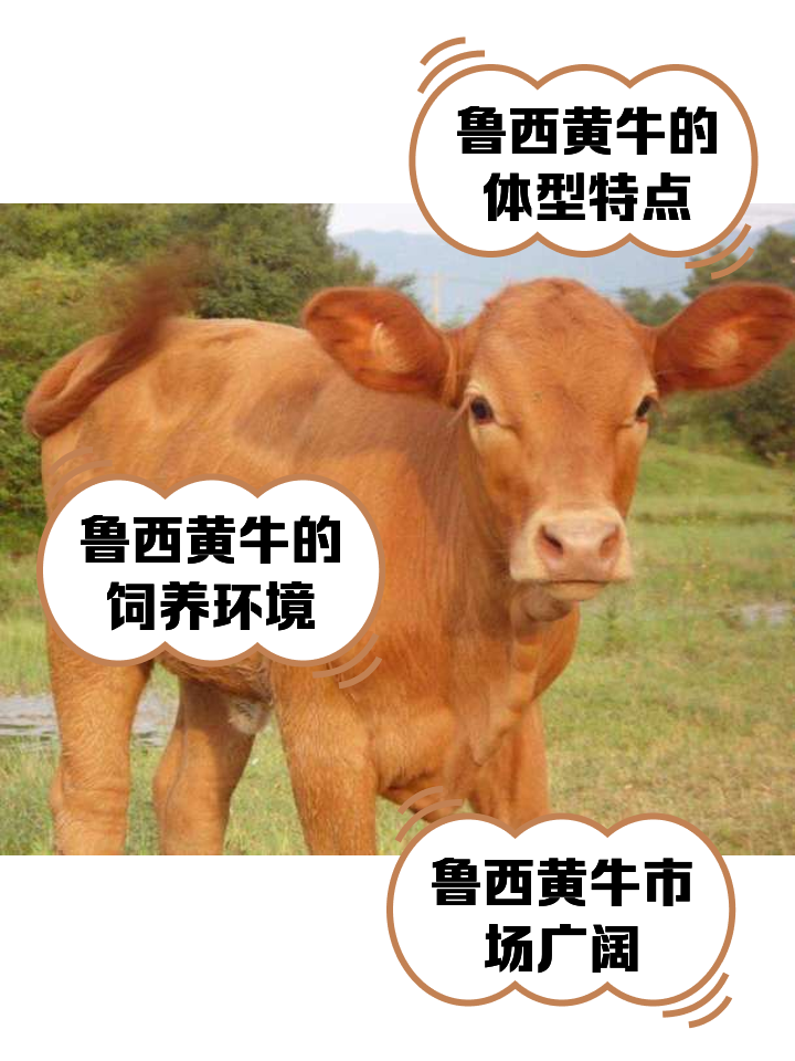 江山最新医保取现黄牛方法分析(最方便真实的江山医保取现黄牛怎么取方法)